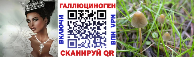 Псилоцибиновые грибы GOLDEN TEACHER Почеп
